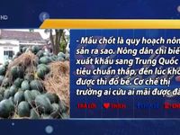 “Giải cứu” nông sản lại trở thành điệp khúc thường niên