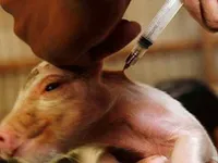 Cuba ra mắt loại vaccine mới phòng chống bệnh dịch tả lợn