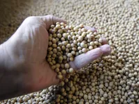 Trung Quốc xem xét gỡ bỏ thuế nhập khẩu đối với đậu nành Mỹ