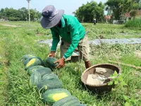 Quảng Nam: Dưa hấu được mùa được giá, người dân vẫn lo lắng