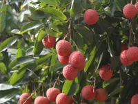 Xuất khẩu vải tươi sang Trung Quốc tăng mạnh