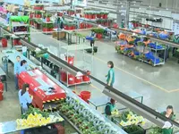 Liên kết nông hộ để xây dựng nông nghiệp thông minh tại Việt Nam