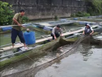 Tiêu điểm: Cá nuôi chết hàng loạt và bài học quy hoạch nuôi thuỷ sản