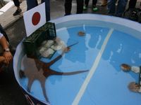 ĐT Nhật Bản thua đau trước ĐT Bỉ vì một con… bạch tuộc?