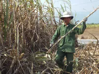 Hậu Giang thành lập tổ thu hoạch mía chạy lũ