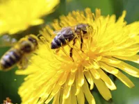 EU agrees to ban all bee-harming pesticides