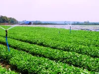 Dong Nai province prioritizes high-tech agriculture