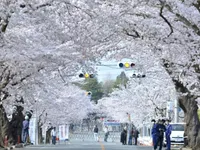 Japan: Cherry blossoms bloom in the fall