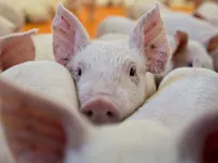 China's pork consumption reduces due to African swine fever