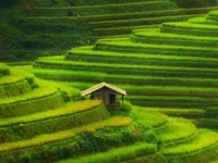 Vietnam’s Mu Cang Chai terrace fields listed among world’s most colourful places