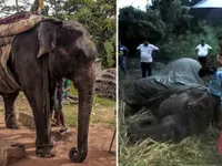 Voi Sri Lanka chết vì chở khách du lịch đến kiệt sức