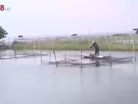 An to&agrave;n nu&ocirc;i trồng thủy sản m&ugrave;a mưa lũ