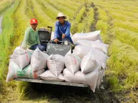 Nghịch lý gạo Việt: Ngon nhất thế giới nhưng bán với “giá bèo”