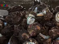 20 triệu con h&agrave;u chết h&agrave;ng loạt đe dọa ng&agrave;nh sản xuất ngọc trai của Nhật Bản