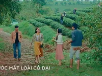 Nước mắt loài cỏ dại - Tập 11: Thấy em gái có bạn trai, anh họ lại ghen ra mặt