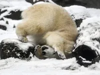 Gấu trắng Bắc Cực đồng loạt đổ bộ quần đảo Novalya của Nga