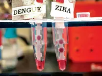 Trẻ em bị sốt xuất huyết có thể miễn dịch với virus Zika