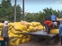 Nghịch lý lúa Đông Xuân chất lượng cao nhưng bán với giá thấp