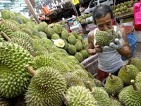 'Cơn sốt' sầu riêng đe dọa các cánh rừng nhiệt đới tại Malaysia