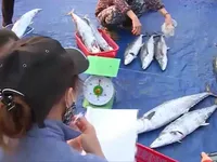 Hà Tĩnh đẩy mạnh xuất khẩu thủy sản