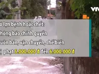 Bị phạt tiền nếu giấu dịch tả lợn châu Phi