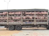 23 địa phương xuất hiện dịch tả lợn châu Phi