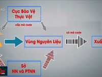 Bất cập việc cấp mã code trái cây xuất khẩu