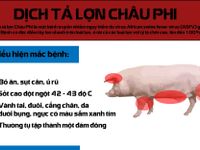 [INFOGRAPHIC]Những điều cần biết về dịch tả lợn châu Phi