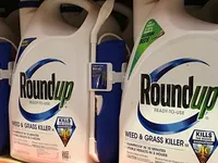 Monsanto tiếp tục phải bồi thường hơn 2 tỷ USD: Liệu đây có phải án lệ?