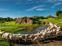 Buổi sáng ở đồng cừu An Hòa, Ninh Thuận