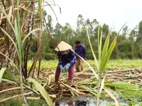 Làm gì để ngành mía đường vượt 'bẫy' hội nhập?