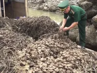 Quảng Ninh bắt giữ 30.000 dây hàu giống nhập lậu