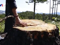 Bắt quả tang một đối tượng phá rừng thông bằng thuốc độc