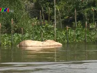 Hậu Giang: Xác lợn chết trôi trên sông, môi trường bị ô nhiễm nghiêm trọng