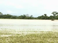 Đắk Lắk: Mưa lũ khiến 1 người chết, hàng ngàn hecta hoa màu bị ảnh hưởng