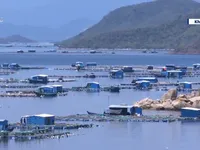 Kh&aacute;nh H&ograve;a: Ph&aacute; vỡ quy hoạch v&ugrave;ng nu&ocirc;i thủy sản