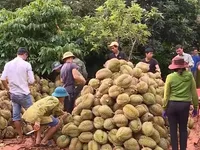 Đắk Lắk có vùng sầu riêng VietGAP đầu tiên