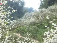 Hoa mận bung nở trắng trời ở Mộc Châu