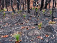 Hình ảnh chồi non sau cháy rừng Australia truyền cảm hứng cho người xem