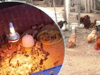 Tạo sinh kế cho người dân vùng bão lũ