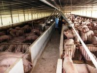 Thịt lợn nhập khẩu đổ về Việt Nam