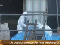 Lây lan dịch cúm gia cầm H5N8 tại Hàn Quốc