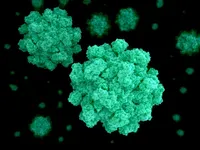 Phát hiện 200 ca nhiễm Norovirus từ một sòng bạc tại Mỹ