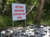 Phát hiện 2 ổ dịch cúm gia cầm tại Trà Vinh