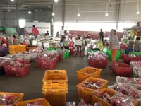 Long An: Nông dân trồng thanh long điêu đứng do ảnh hưởng bởi dịch do virus Corona