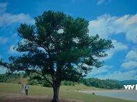 Ngắm cảnh sắc Đà Lạt tuyệt đẹp trong phim 'Nước mắt loài cỏ dại'