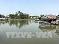 Cá nuôi chết hàng loạt trên sông Cái Vừng, An Giang