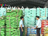 Thị trường lúa gạo ĐBSCL chuyển biến tích cực sau dỡ bỏ hạn ngạch xuất khẩu