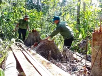 Yêu cầu điều tra nghiêm vụ lâm tặc ngang nhiên mở đường vào phá rừng tại Phú Yên