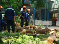 Vụ cây phượng đổ làm chết học sinh: Sở GD&ĐT TP.HCM ra công văn khẩn